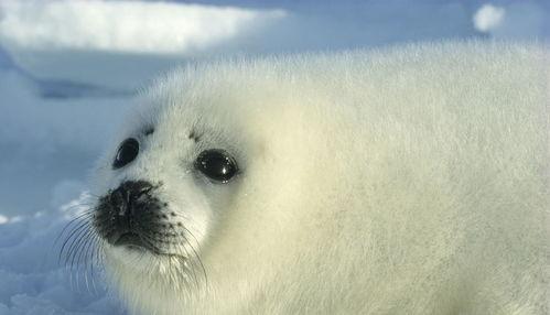小海豹变成人恐怖视频,小海豹变人恐怖视频背后的惊人真相