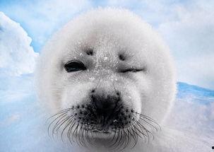 小海豹变成人恐怖视频,小海豹变人恐怖视频背后的惊人真相