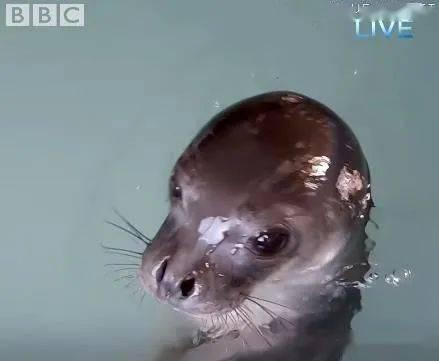 小海豹变成人恐怖视频,小海豹变人恐怖视频背后的惊人真相