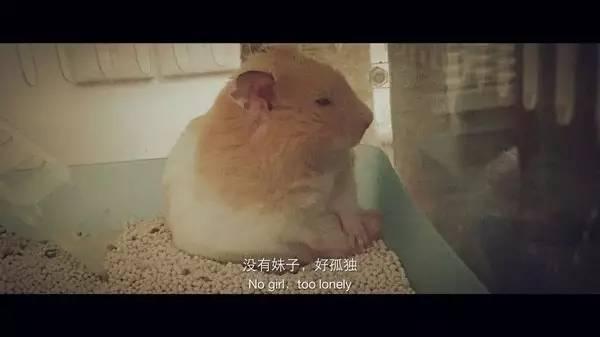 成人玩仓鼠视频在线观看,成人视角下的欢乐时光