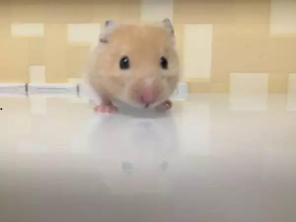 成人玩仓鼠视频在线观看,成人视角下的欢乐时光