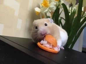 成人玩仓鼠视频在线观看,成人视角下的欢乐时光