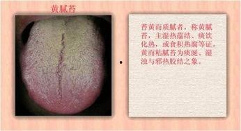 成人洗舌苔视频大全,视频大全全解析